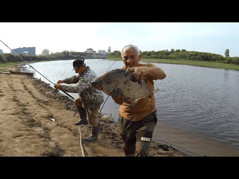 Видео: Ураа!!! трофейный лещ река Тура -Тюмень.