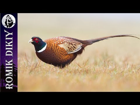 Видео: ОХОТА на фазана. Новый сезон 2019г. (19-20 октября 2019г.)