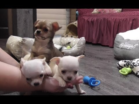 Видео: Что такое ПЭТ класс у собак @@@ Щенки ЧИХУАХУА 2 месяца