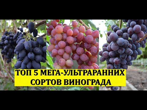 Видео: ТОП 5 МЕГА УЛЬТРАРАННИХ СОРТОВ ВИНОГРАДА! Виноградник без обработок