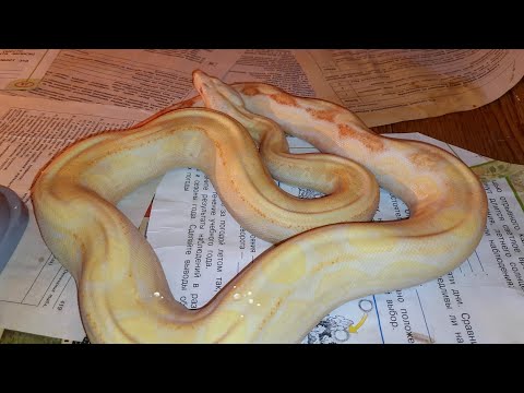 Видео: Новые имераторские удавы/ ЗМЕЯ ЗА 150 ТЫСЯЧ?!
