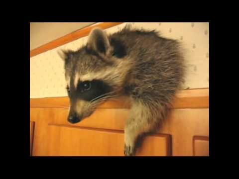 Видео: ЕНОТЫ-ПОДБОРКА ПРИКОЛОВ \ CUTE RACCOONS VIDEOS