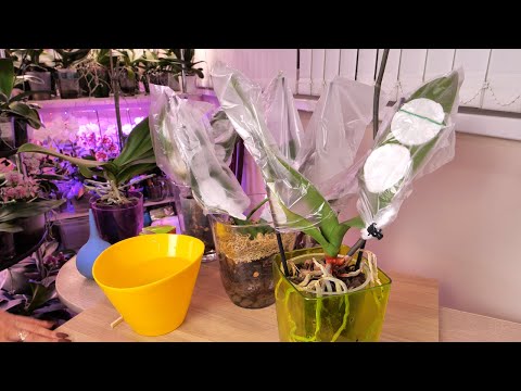 Видео: ОТЛИЧНЫЙ способ ПОДДЕРЖАТЬ ТУРГОР листьев орхидей. Все ПОСЛЕДНИЕ (надеюсь) реанимашки.