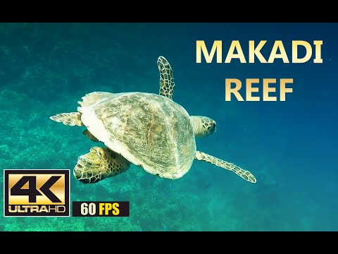 Видео: Makadi Reef | Подводный мир Макади, Египет. Underwater World of Makadi, Egipt 2015 (part 2) | 4K 60