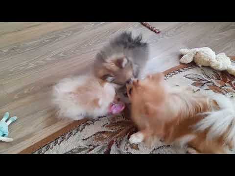 Видео: Щенкам померанского шпица 2,5 месяца