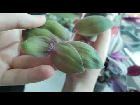 Видео: Пересадка традесканций из Wildberries (Часть 1) | 30 дней роста и развития