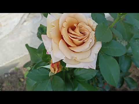 Видео: 428.#Самые стойкие розы в моëм саду🌹Хани Дижон и кофейные розы🌹