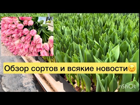 Видео: 1 февраля. Обзор сортов тюльпанов. Выращивание тюльпанов к 8 марта