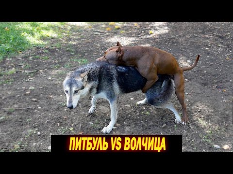 Видео: ШОК !!! Такого  вы еще не видели !!! Питбуль смог подкатить к Волчице и .... / Волк vs Питбуль.