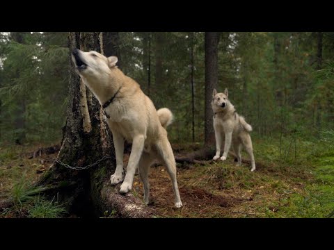 Видео: Состязания Лаек по белке