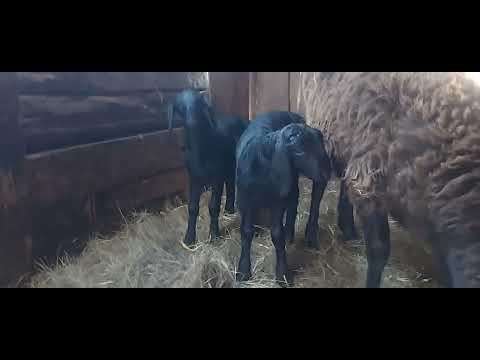 Видео: 2 Гиссарских баранчика.Телефон-89512462452.