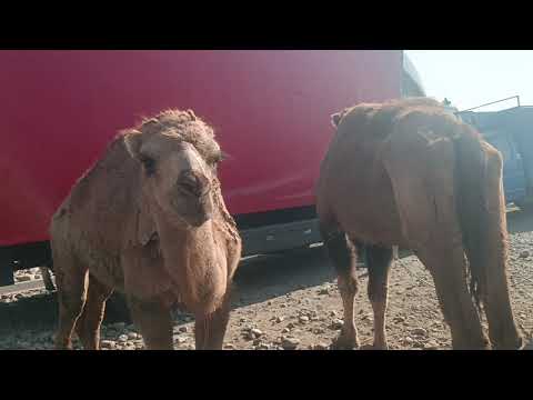 Видео: Аспбозори ленский раён