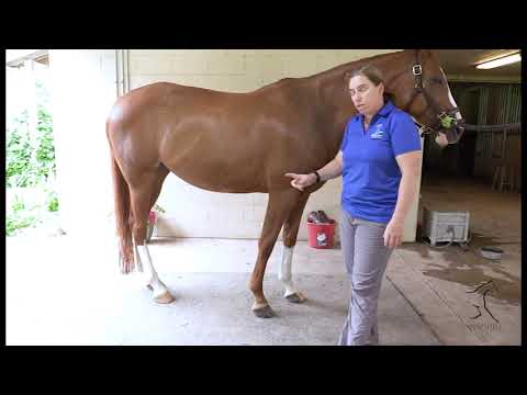 Видео: (Предварительный) осмотр перед покупкой: на что обратить внимание при осмотре лошади
