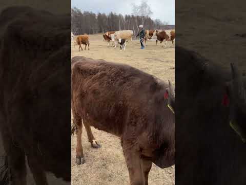 Видео: Адарка привела маленькое чудо🥰