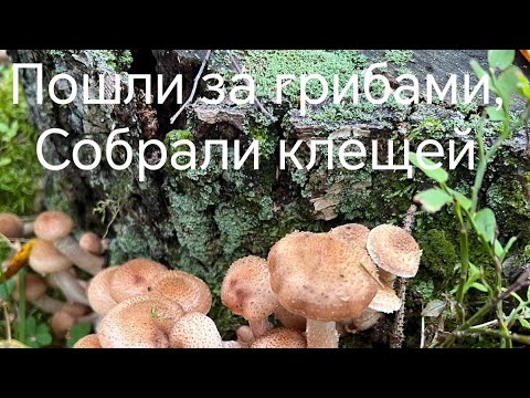 Видео: Пошли за грибами. Собрали клещей. 