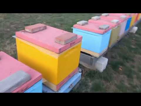 Видео: Нет Расплода Нет Проблем!!!