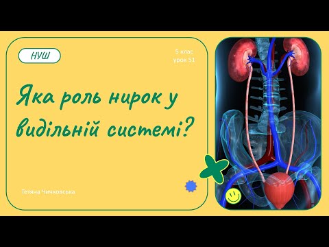 Видео: Яка роль нирок у видільній системі?