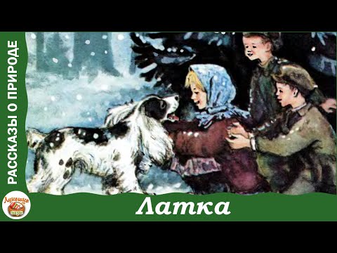 Видео: Латка. Рассказ Виталия Бианки