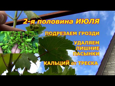 Видео: 2-я половина Июля: ПОДРЕЗАЕМ ГРОЗДИ. УДАЛЯЕМ лишние ПАСЫНКИ. ДАЁМ КАЛЬЦИЙ от ТРЕСКА ЯГОД