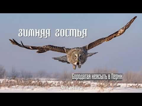 Видео: Бородатая неясыть  в Перми