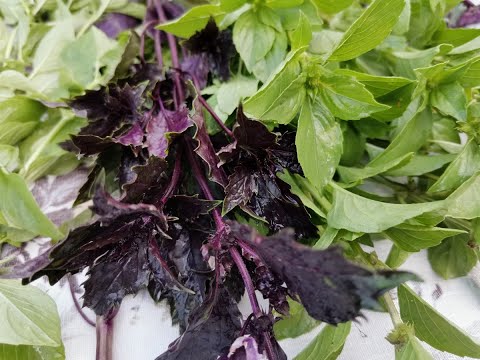 Видео: Базилик сушеный в электросушилке.