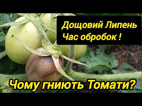 Видео: Сіра гниль томатів.  Чому гниють та чим лікувать?!