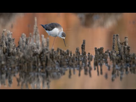 Видео: Дикие кадры. Фотоохота на мелководной реке