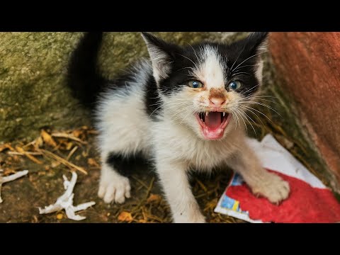 Видео: Котёнок шипел, защищая братьев. "Двоих заберут, а этого..." она бросила трубку, поняв что натворила