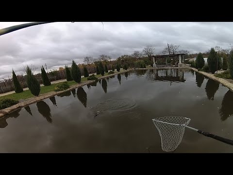 Видео: Мой опыт разведения карпа у себя на участке за 3 года.Карп в пруду на даче.