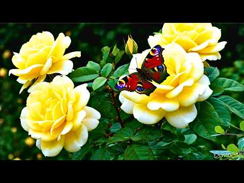 Видео: 💕 Вечное Фортепианное Блаженство, Которое Обожают Пожилые – Пусть Тишина Исцелит Вас 🌙