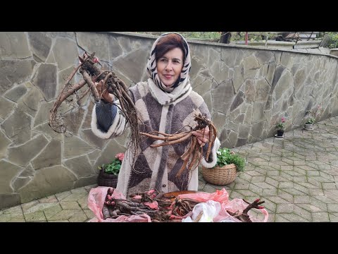 Видео: Отримала Посилку Скарбів - Півоній, з європейського розплідника! Радіти чи горювати?! Хто ж кращий?!