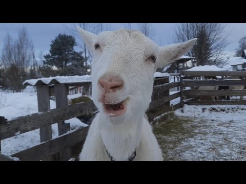 Видео: Посылка!! Но не с розами))) Любимые зааненские козы!
