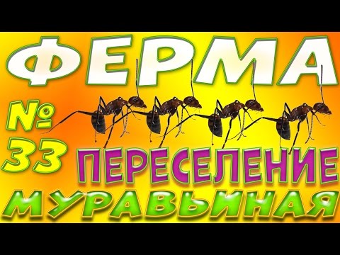 Видео: Как переселить муравьев в новую ферму или инкубатор