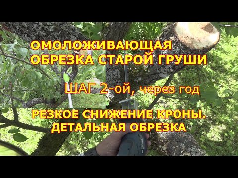 Видео: ОМОЛАЖИВАЮЩАЯ ОБРЕЗКА ГРУШИ ЛЕТОМ. Шаг 2 ой, через год