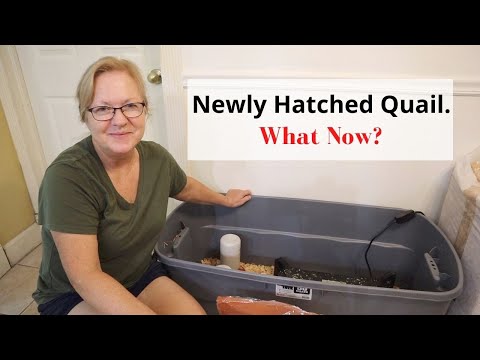 Видео: ВЫЛОПЛЕТЕЛИ ПЕРЕПЁЛЫ. ЧТО ТЕПЕРЬ? Узнайте, как кормить, поить и содержать птенцов.