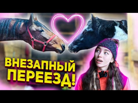Видео: СНОВА ПЕРЕЕЗД на НОВУЮ КОНЮШНЮ! Не прошло и 3 месяца... VLOG