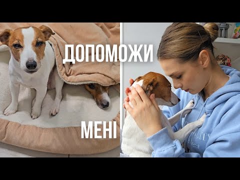 Видео: Досвiд Харків'янки: Як Допомогти Собацi Впоратись Зi Страхом Та Стресом Під Час Вибухiв
