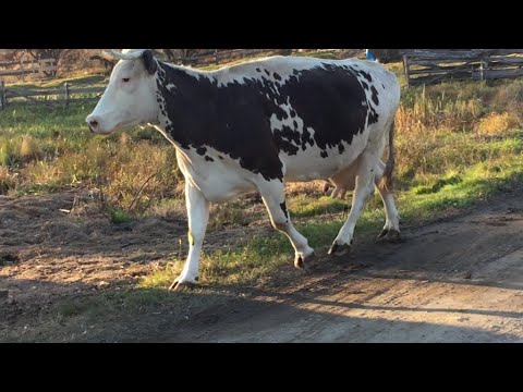 Видео: Как мы кормим коров. Работы в саду осенью, косим малину.