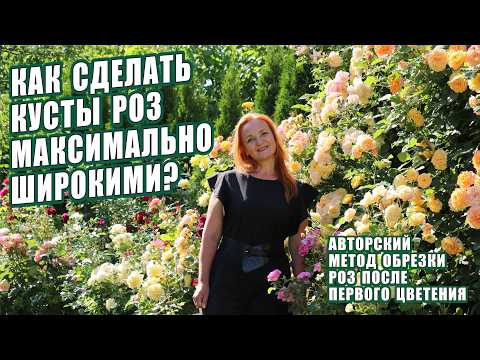 Видео: ОБРЕЗКА РОЗ ПОСЛЕ ЦВЕТЕНИЯ. СТИМУЛЯЦИЯ РОСТА БАЗАЛЬНЫХ ПОБЕГОВ. КАК СДЕЛАТЬ КУСТЫ РОЗ ШИРОКИМИ? РОЗЫ