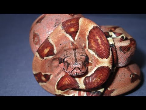 Видео: Делюсь опытом в разведении  boa constrictor imperator/ ответы на вопросы