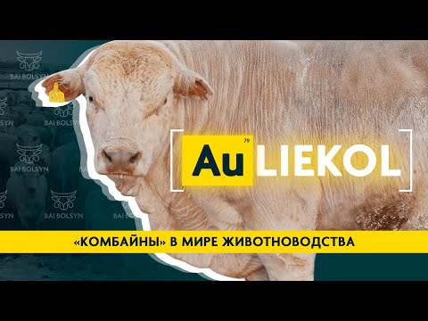 Видео: Аулиекольская порода КРС — история, содержание, откорм, показатели, плюсы и минусы. Где купить?