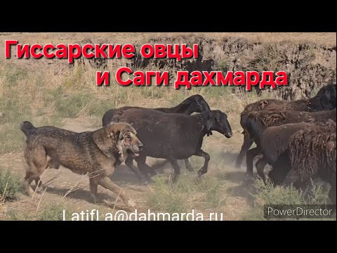 Видео: Гиссарские овцы и аборигенные САО Таджикистана саги дахмарда из разных отар на перегоне