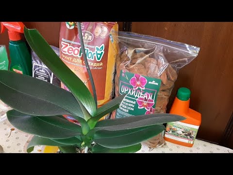 Видео: Как Пересадить Орхидею после Покупки | Phalaenopsis MIX | Фаленопсис Микс