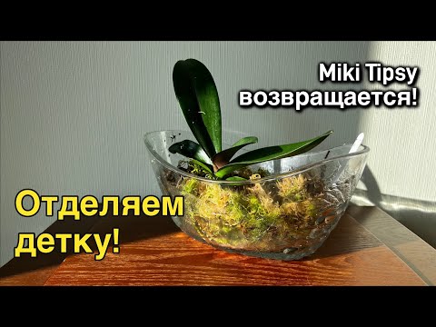 Видео: Орхидеи Miki Tipsy и I-HSin Spot Leopard покинули нас, но обещали вернуться! 😁