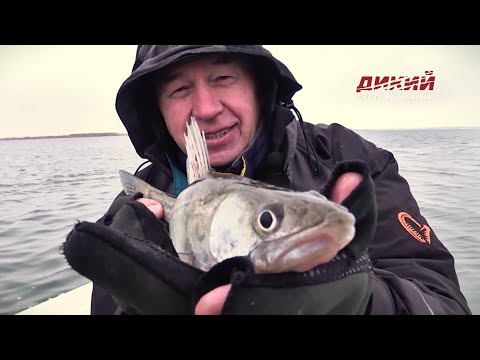 Видео: Судак на джиг. Мой мир в рыбалке