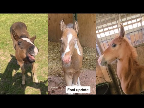 Видео: Подборка милых жеребят, часть 5