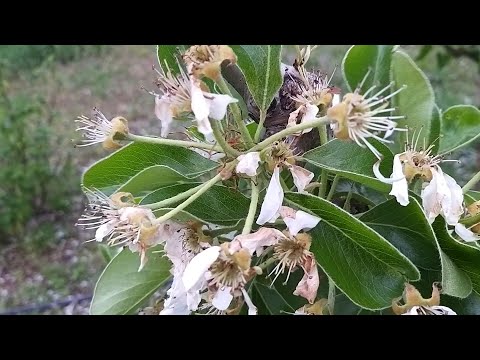 Видео: Груша після цвітіння : захист від шкідників та хвороб