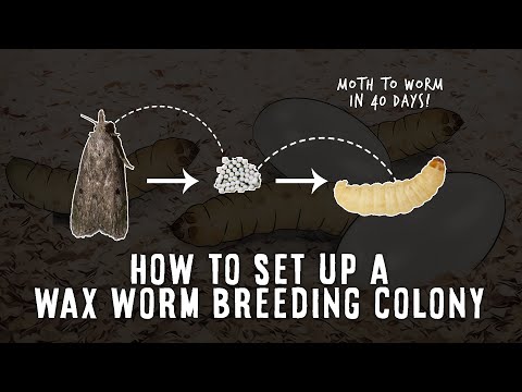 Видео: Создаем успешную колонию по разведению восковых червей!