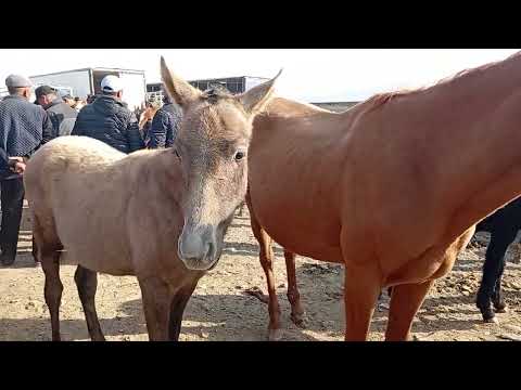 Видео: Жабагы кулун  жана башка  жылкы бааларын көрө 25.10.25