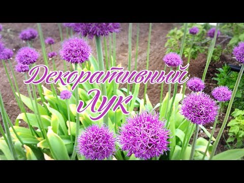 Видео: АЛЛИУМ Декоративный лук - посадка и уход. Лучшее растение для весеннего сада
